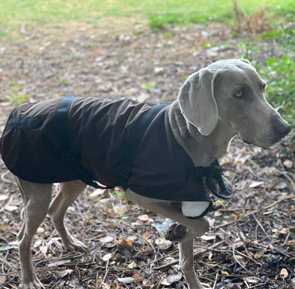 Outback Trading Co (NZ) Clancy Oilskin Dog Coat